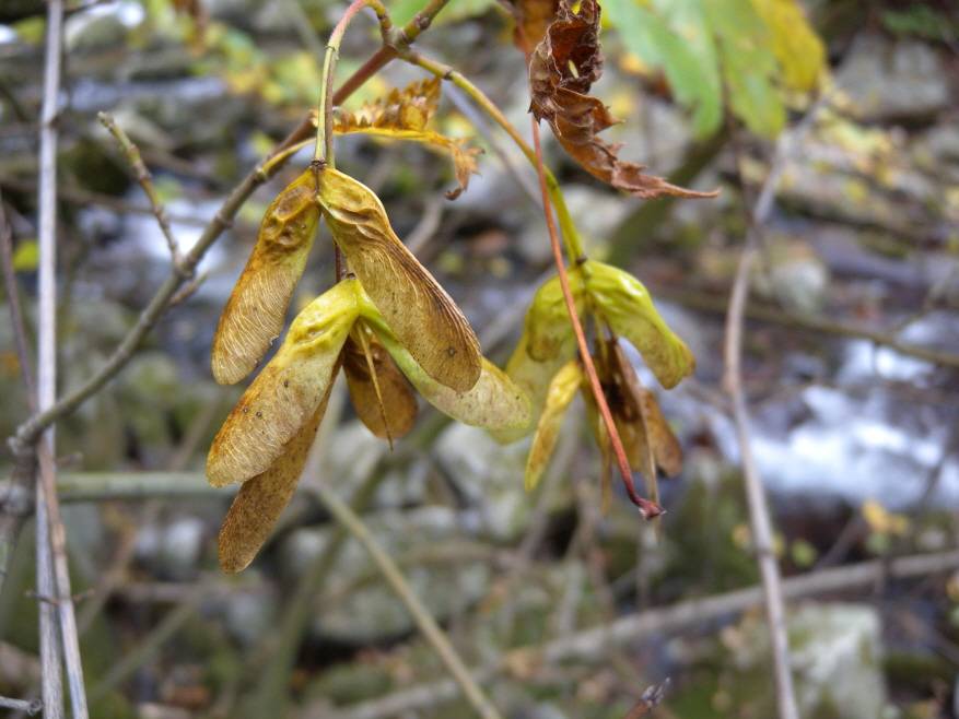 Acer komarovii image