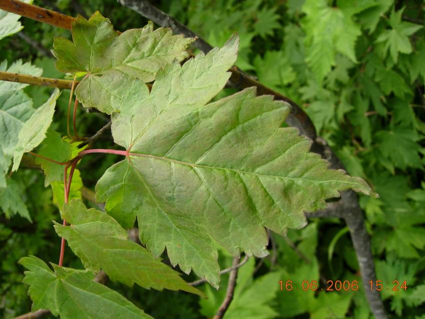 Acer barbinerve image