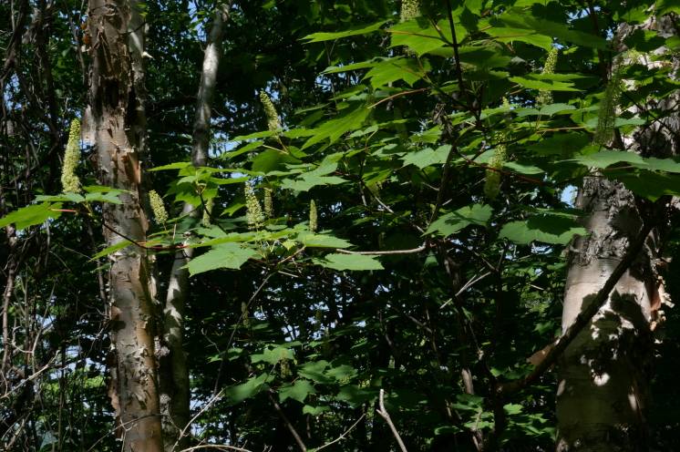 Acer caudatum var. ukurunduense image