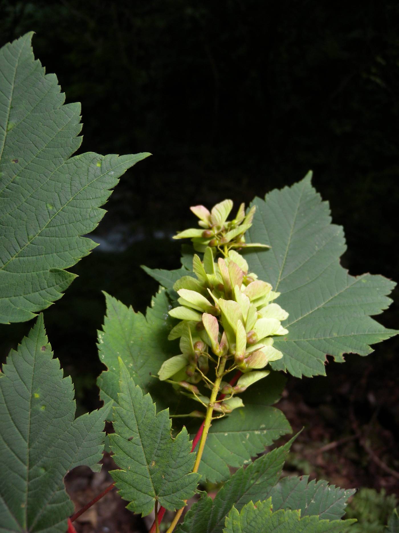 Acer caudatum image