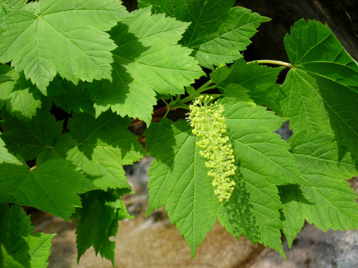 Acer caudatum image