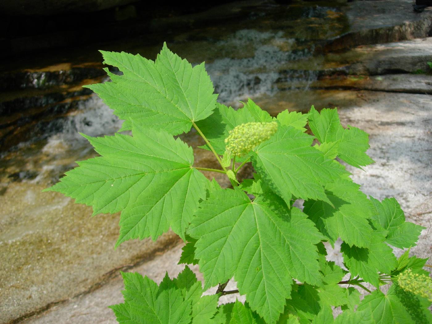 Acer caudatum var. ukurunduense image