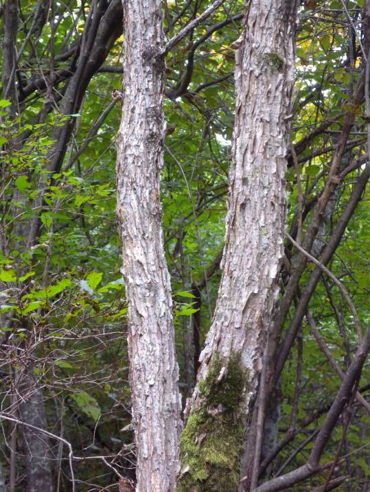 Acer caudatum var. ukurunduense image