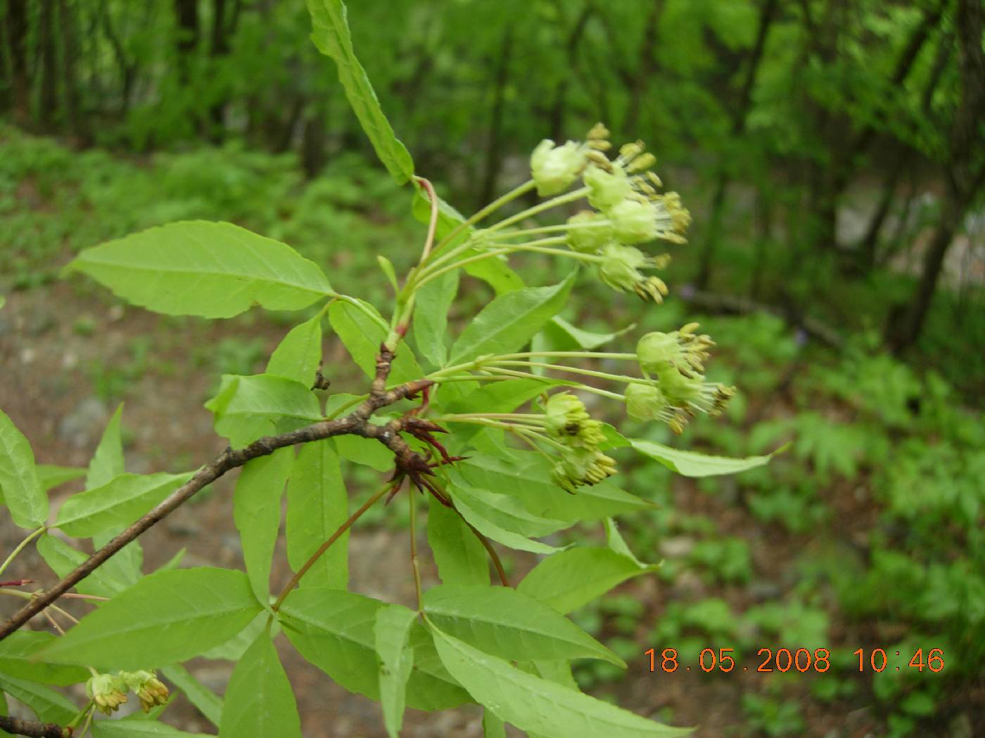 Acer mandshuricum image