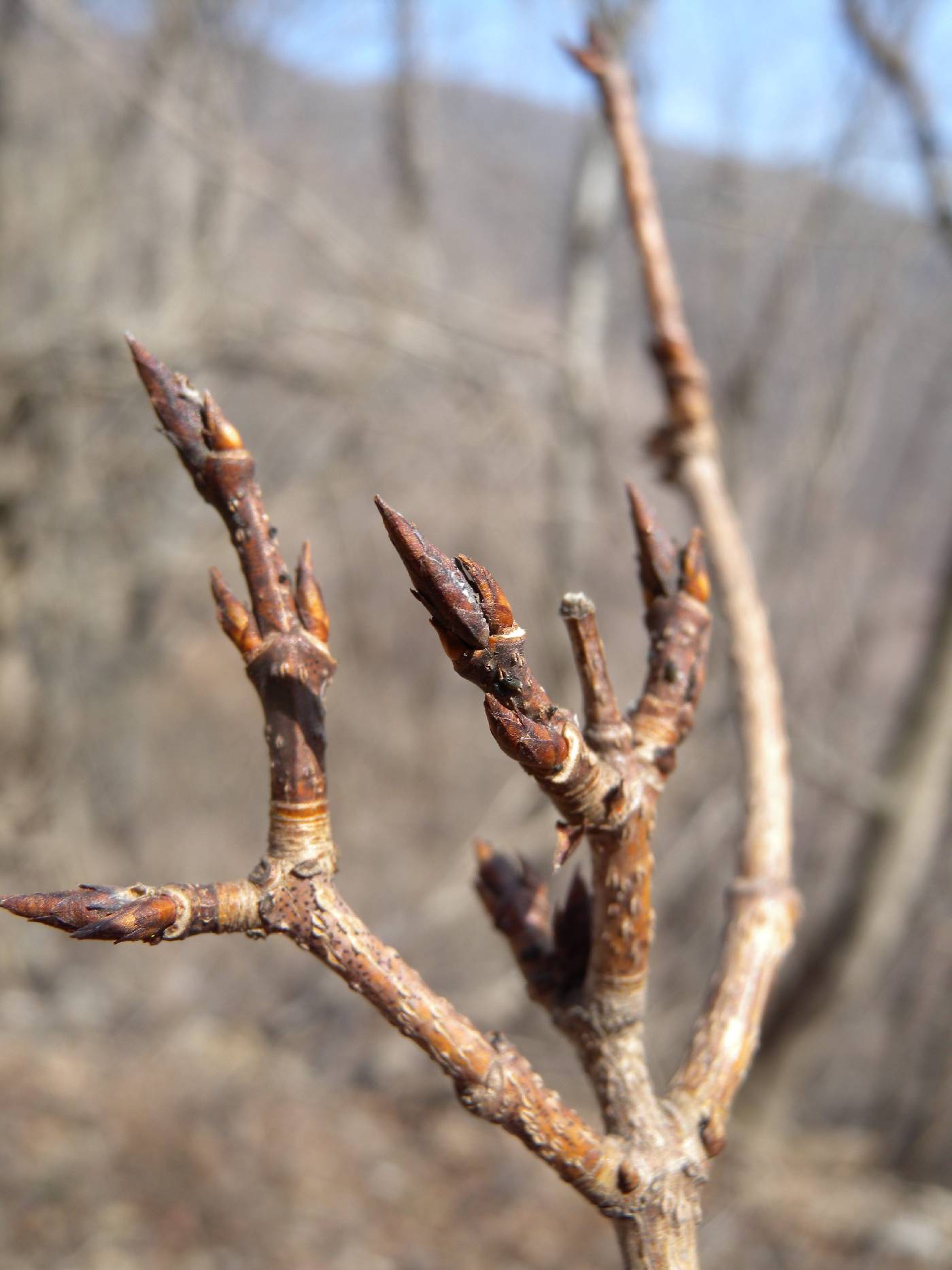 Acer mandshuricum image