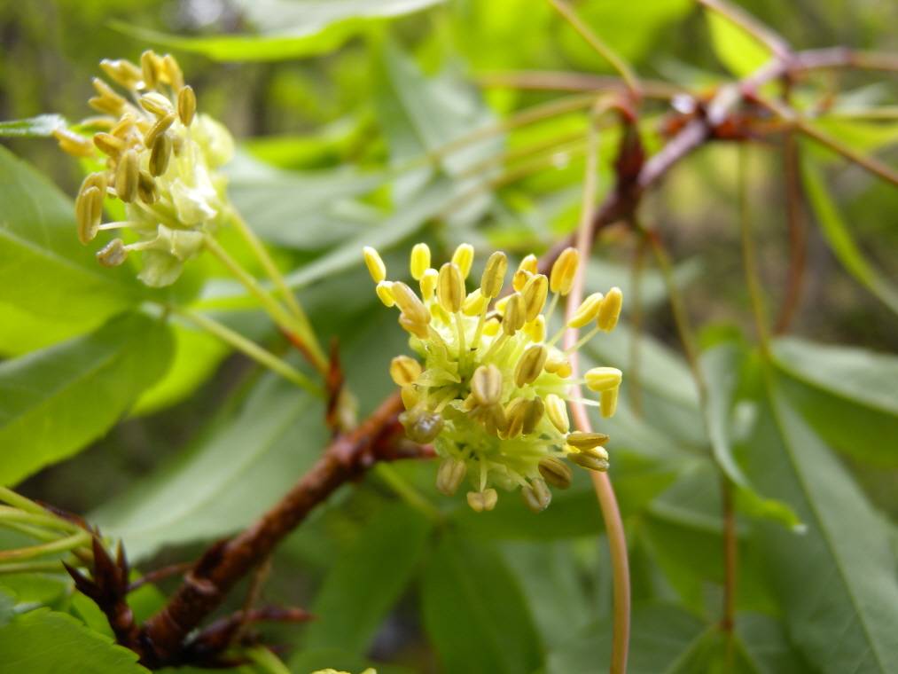 Acer mandshuricum image