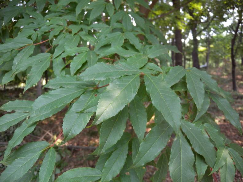 Acer mandshuricum image