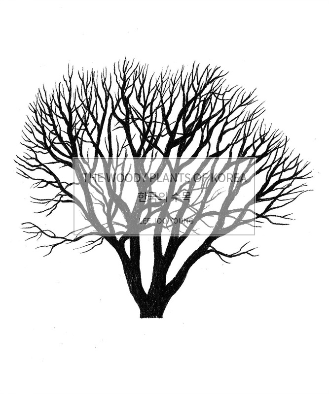 Sapindaceae image