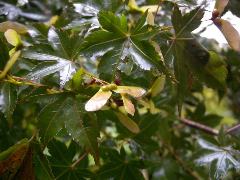 Acer palmatum image