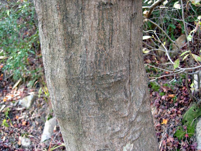 Acer palmatum image