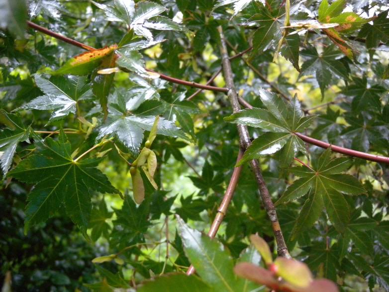 Acer palmatum image