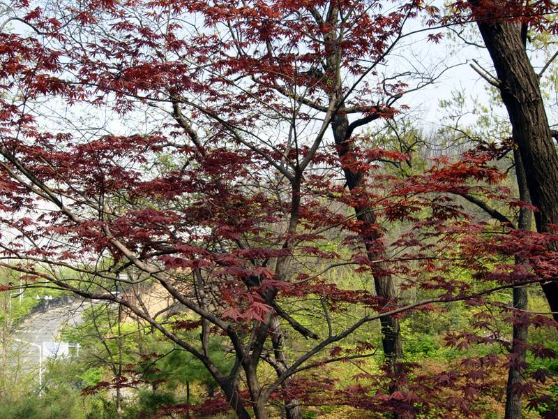 Acer palmatum image