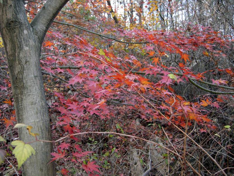 Acer palmatum image