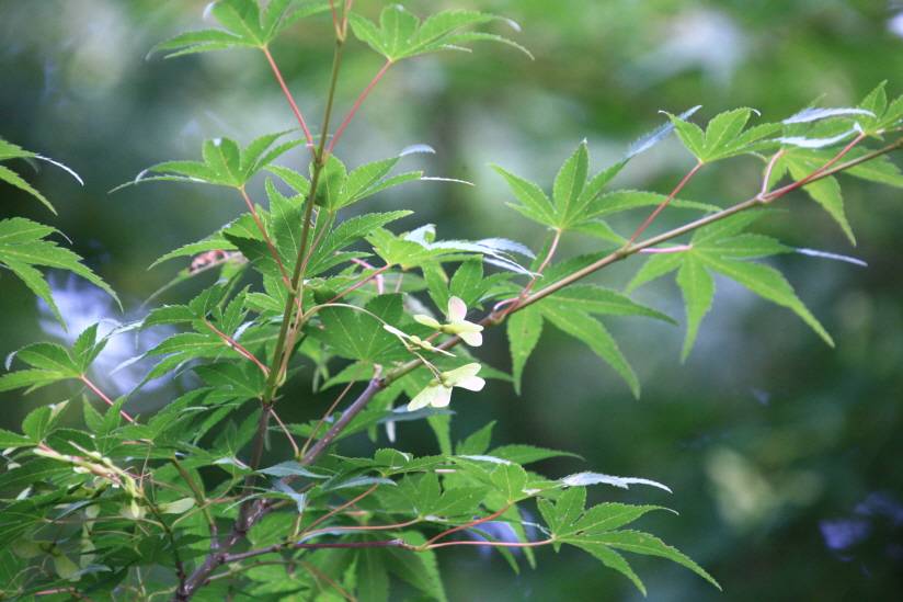 Acer palmatum image