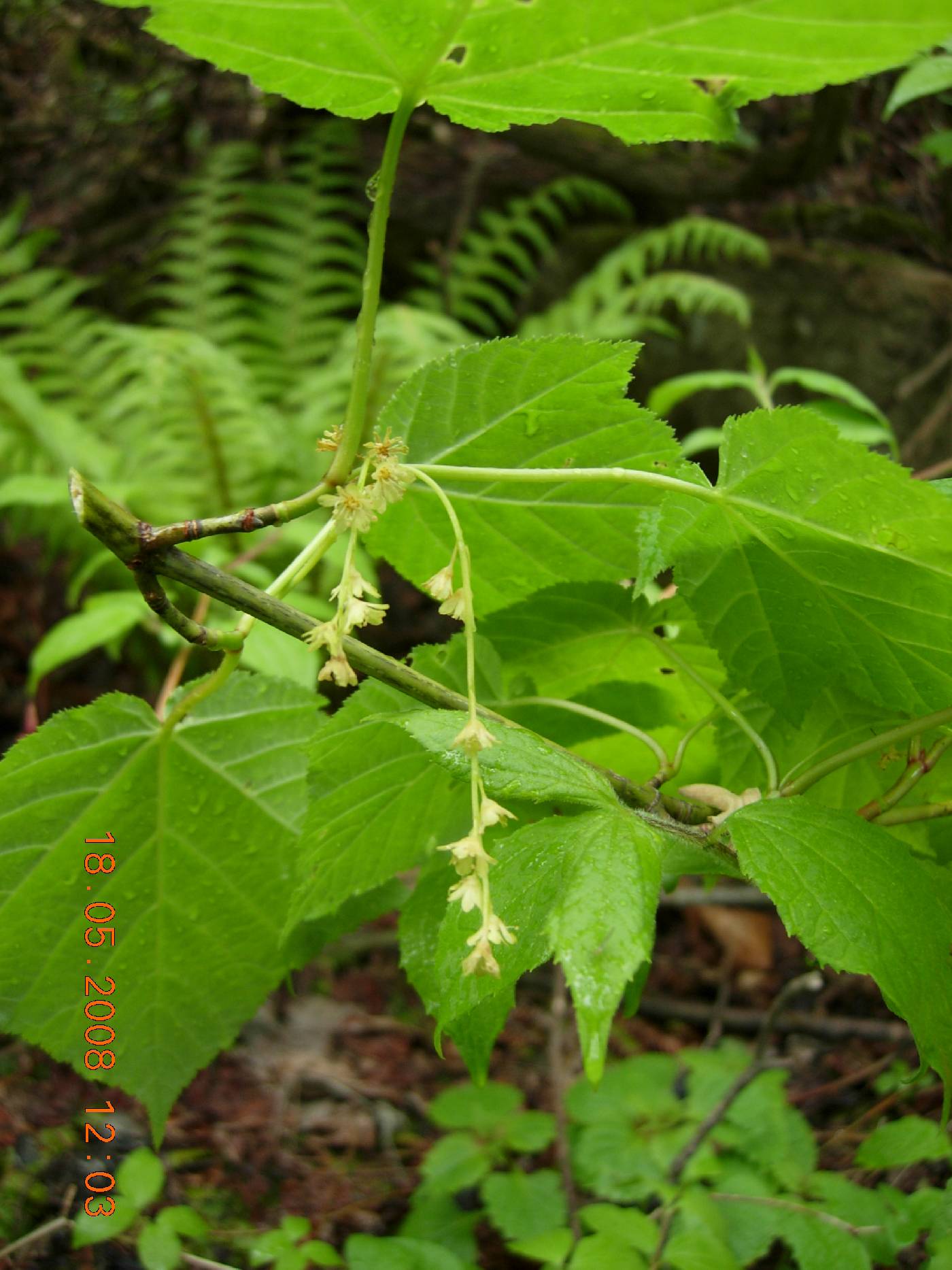 Acer tegmentosum image