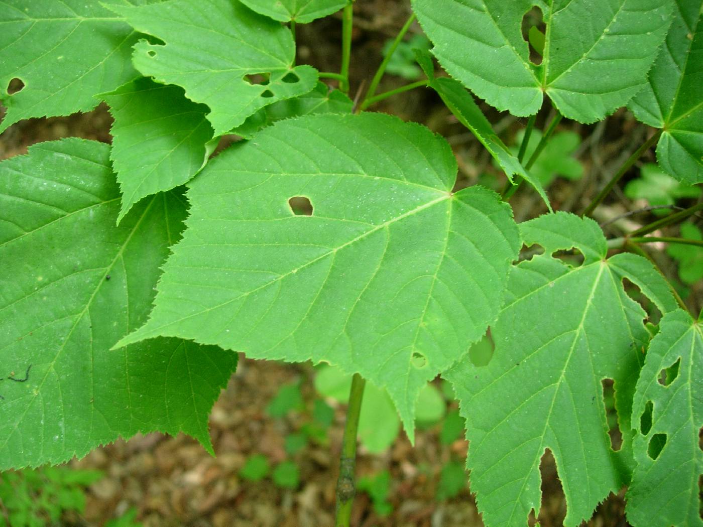 Acer tegmentosum image