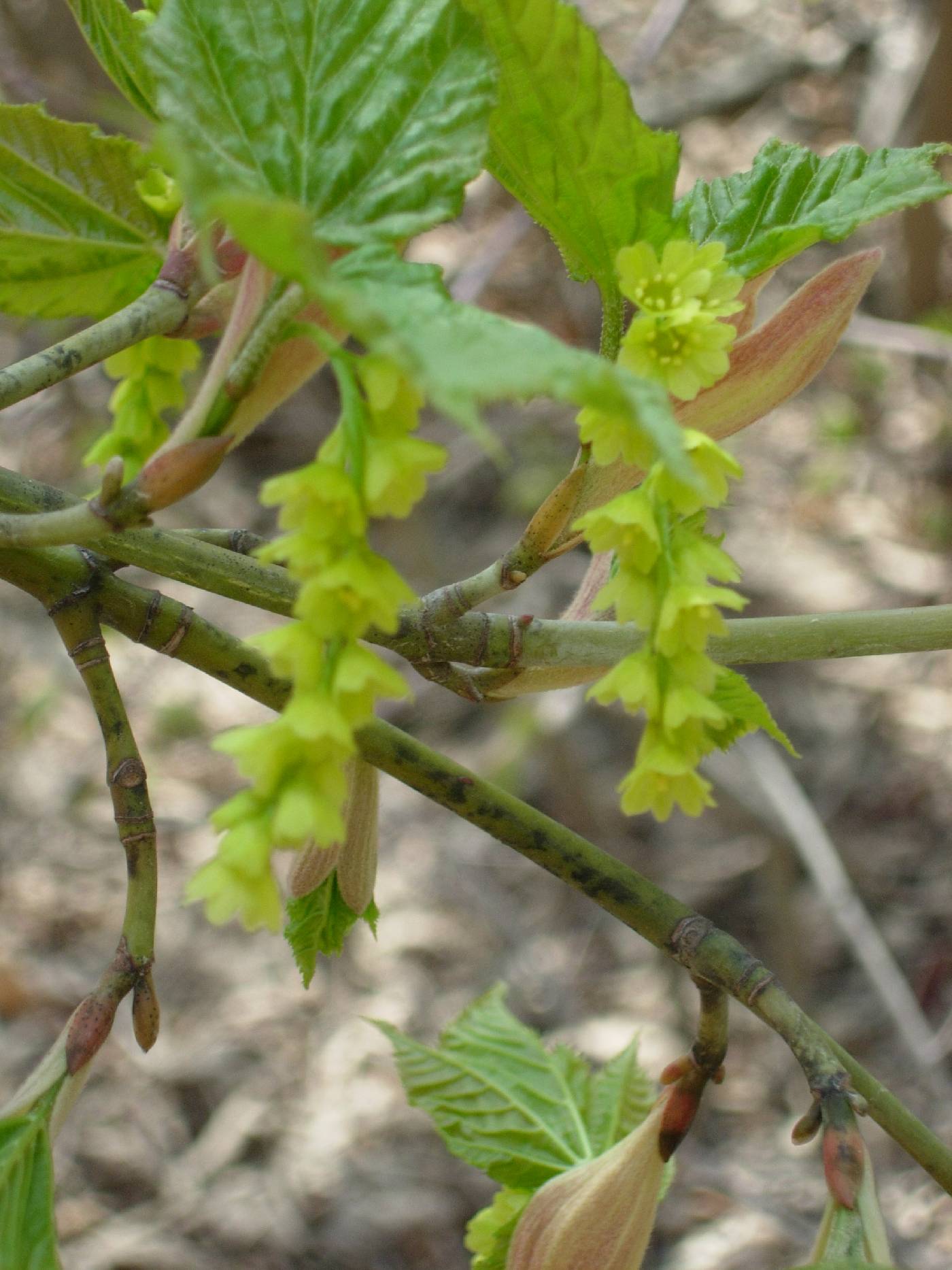 Acer tegmentosum image