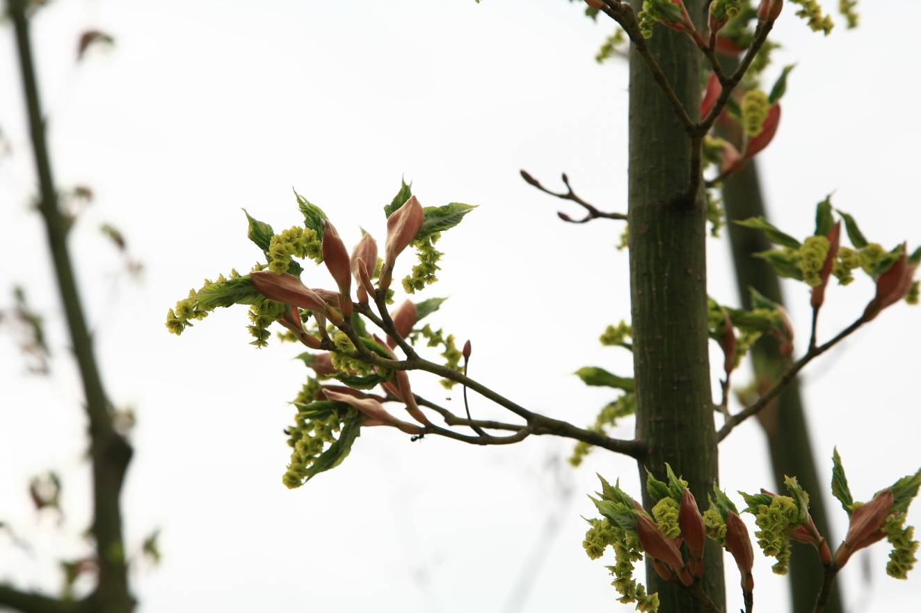 Acer tegmentosum image