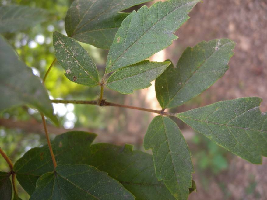 Acer triflorum image