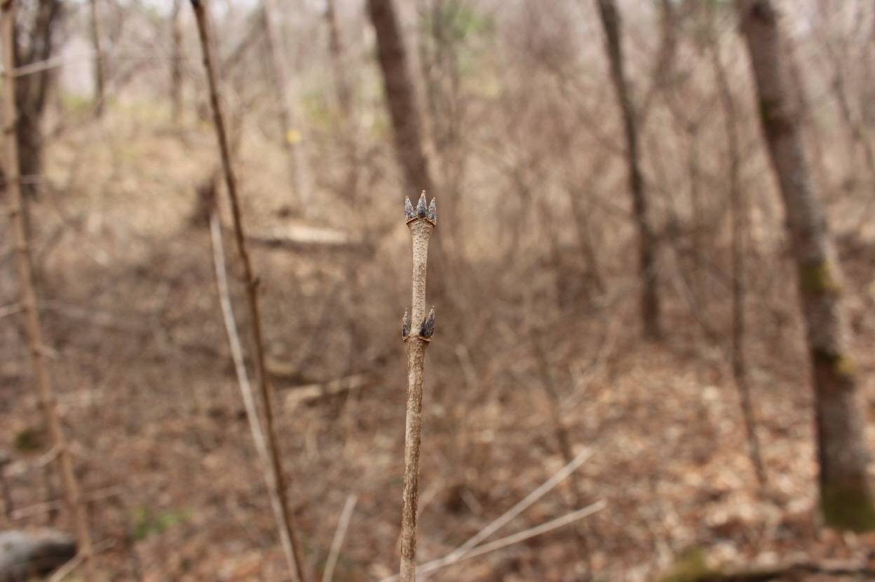 Acer triflorum image