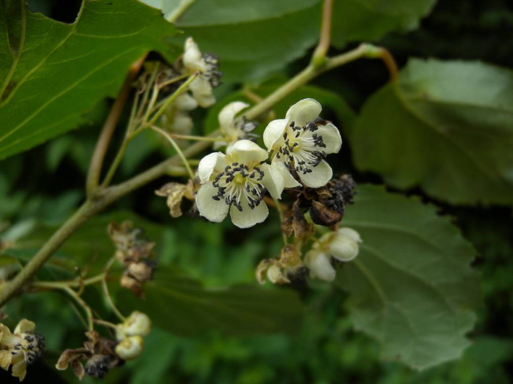 Actinidia arguta image