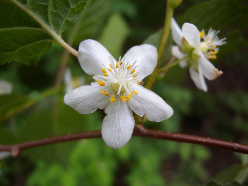 Actinidia kolomikta image