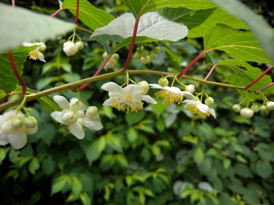 Actinidia polygama image