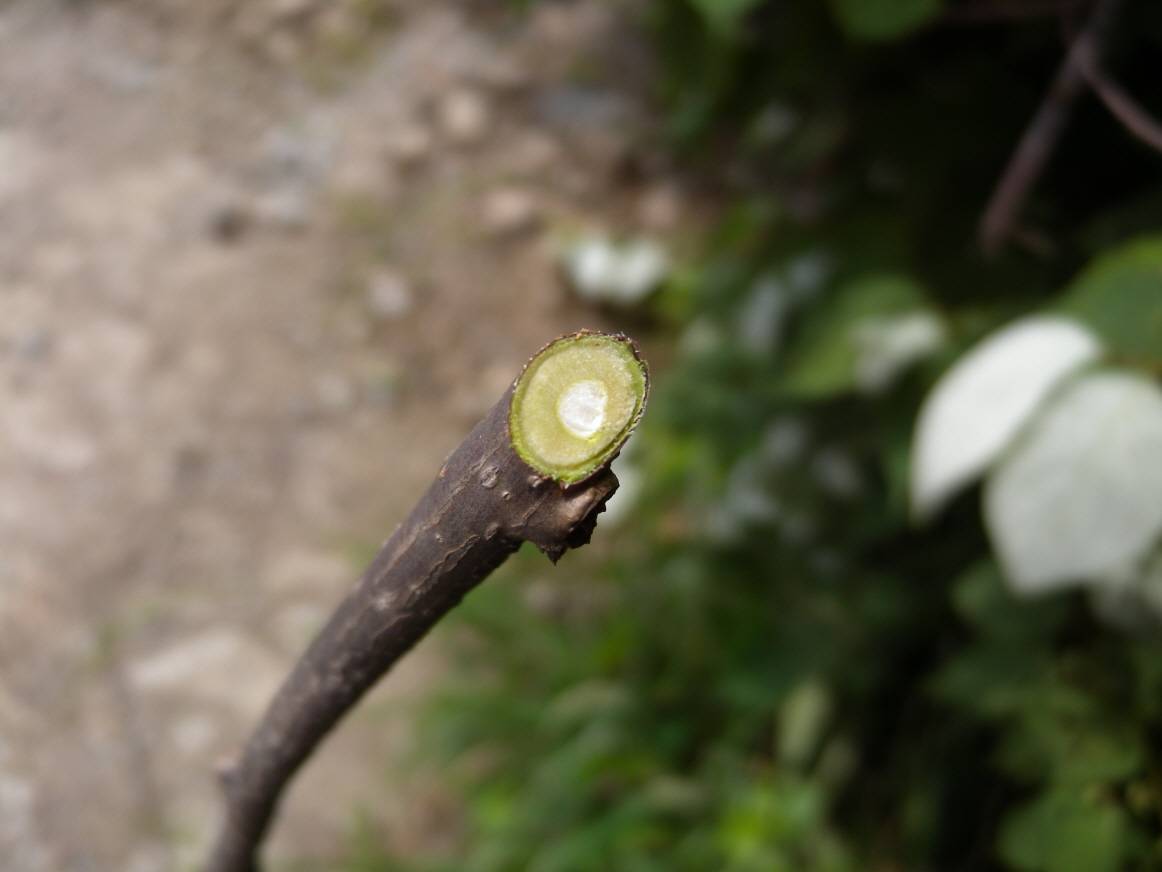 Actinidia polygama image