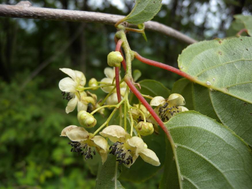 Actinidiaceae image