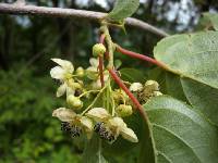 Actinidia polygama image