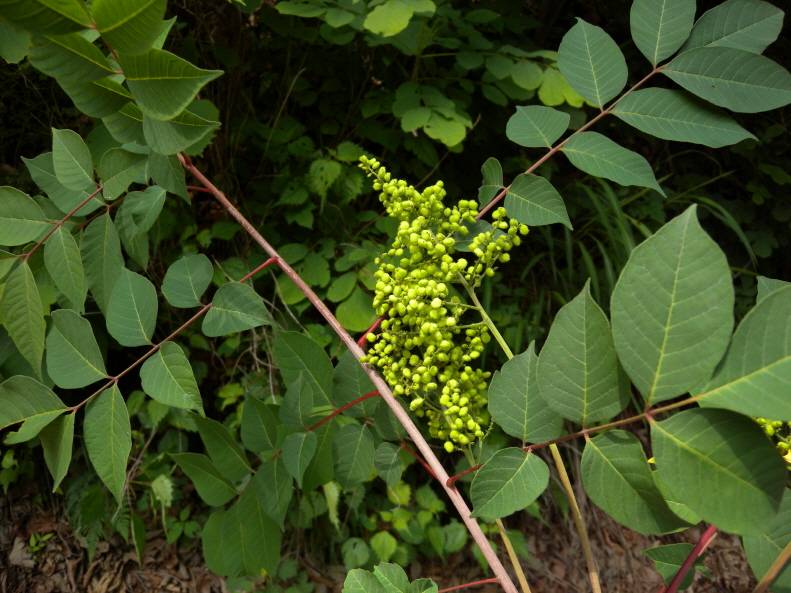 Toxicodendron trichocarpum image