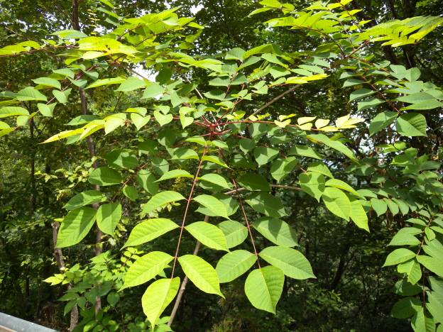 Anacardiaceae image
