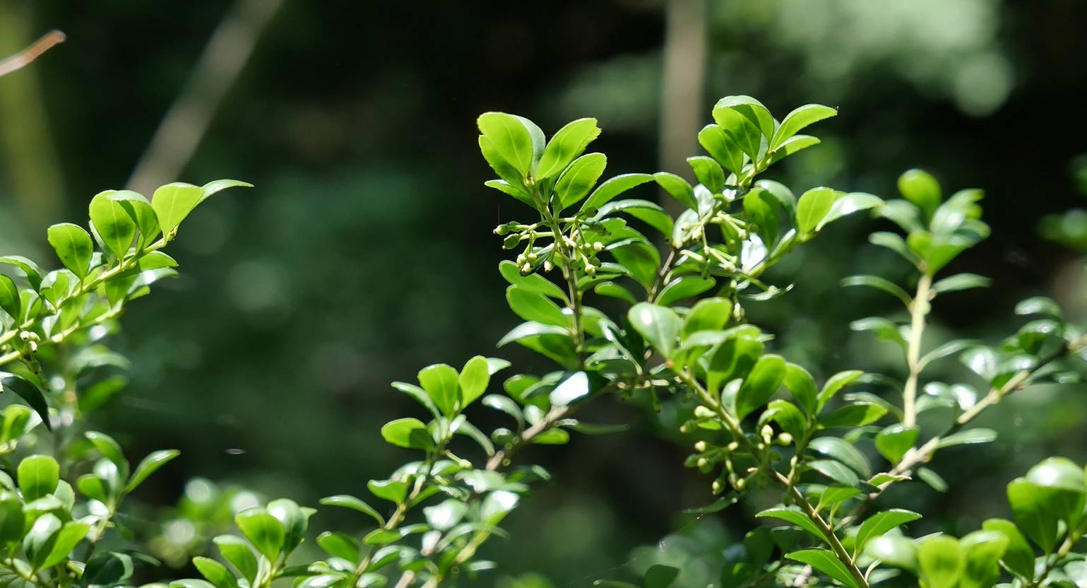Ilex crenata image