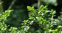Image of Ilex crenata