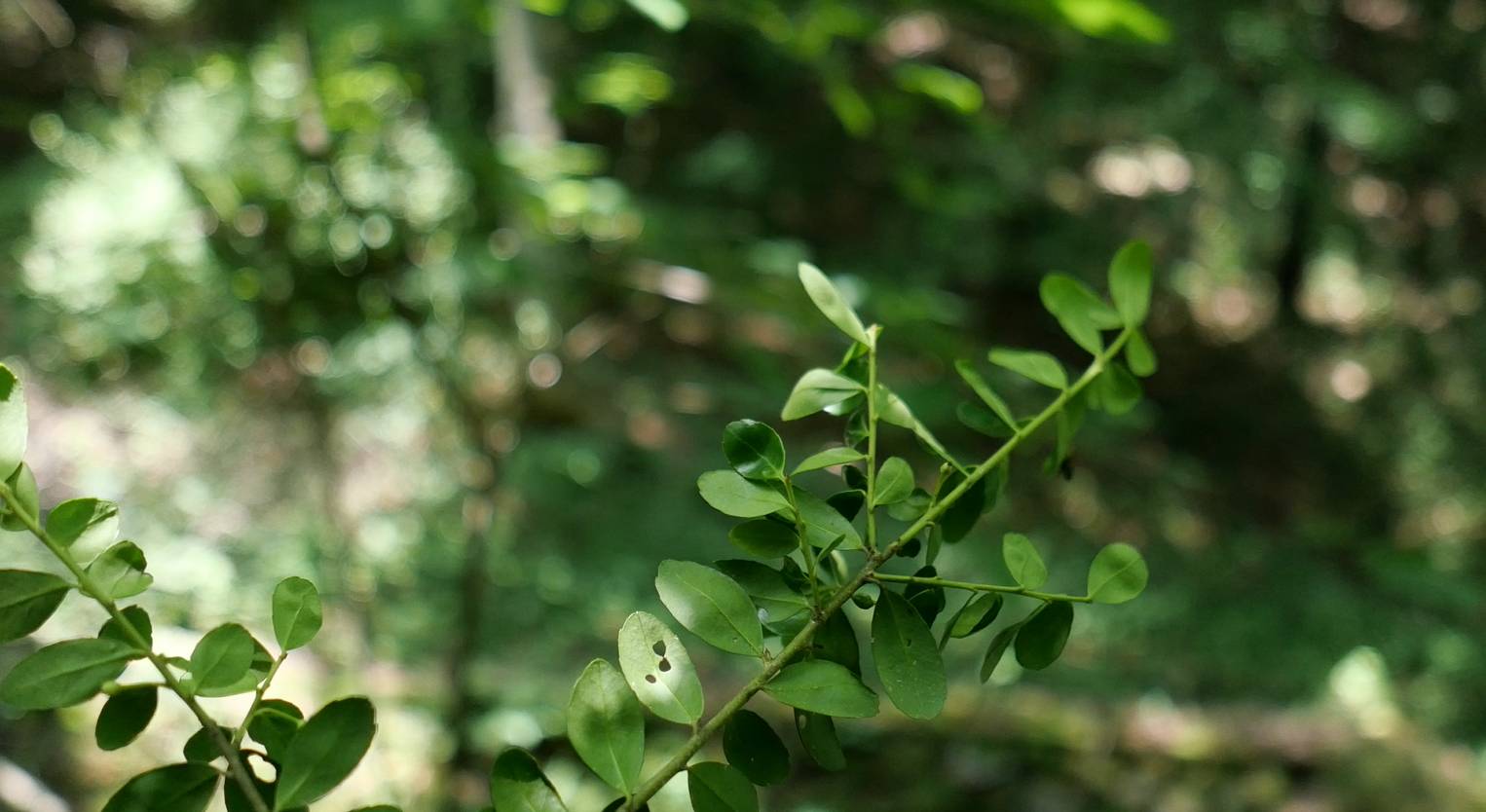 Ilex crenata image