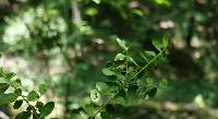 Ilex crenata image