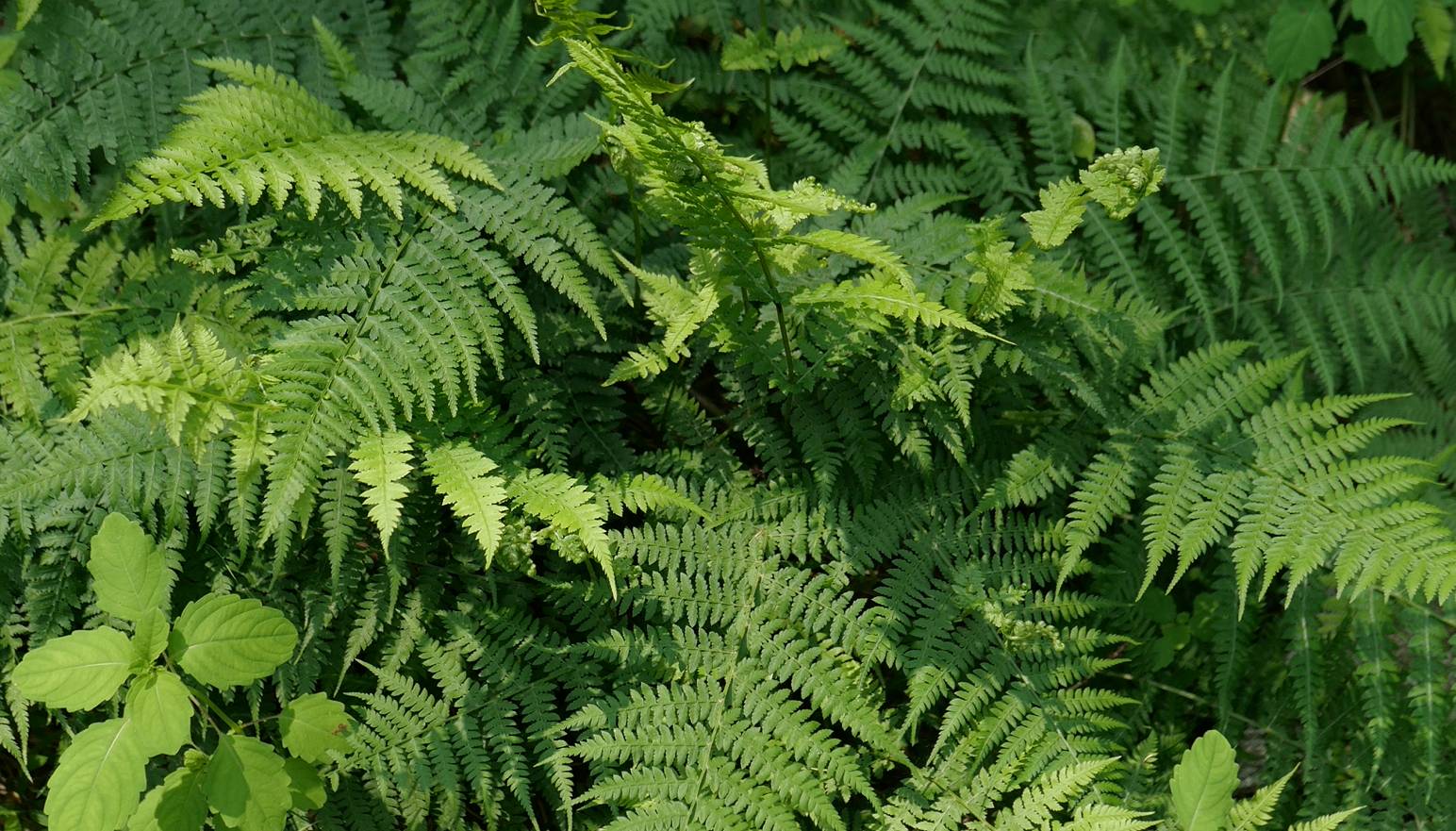 Athyrium monomachii image