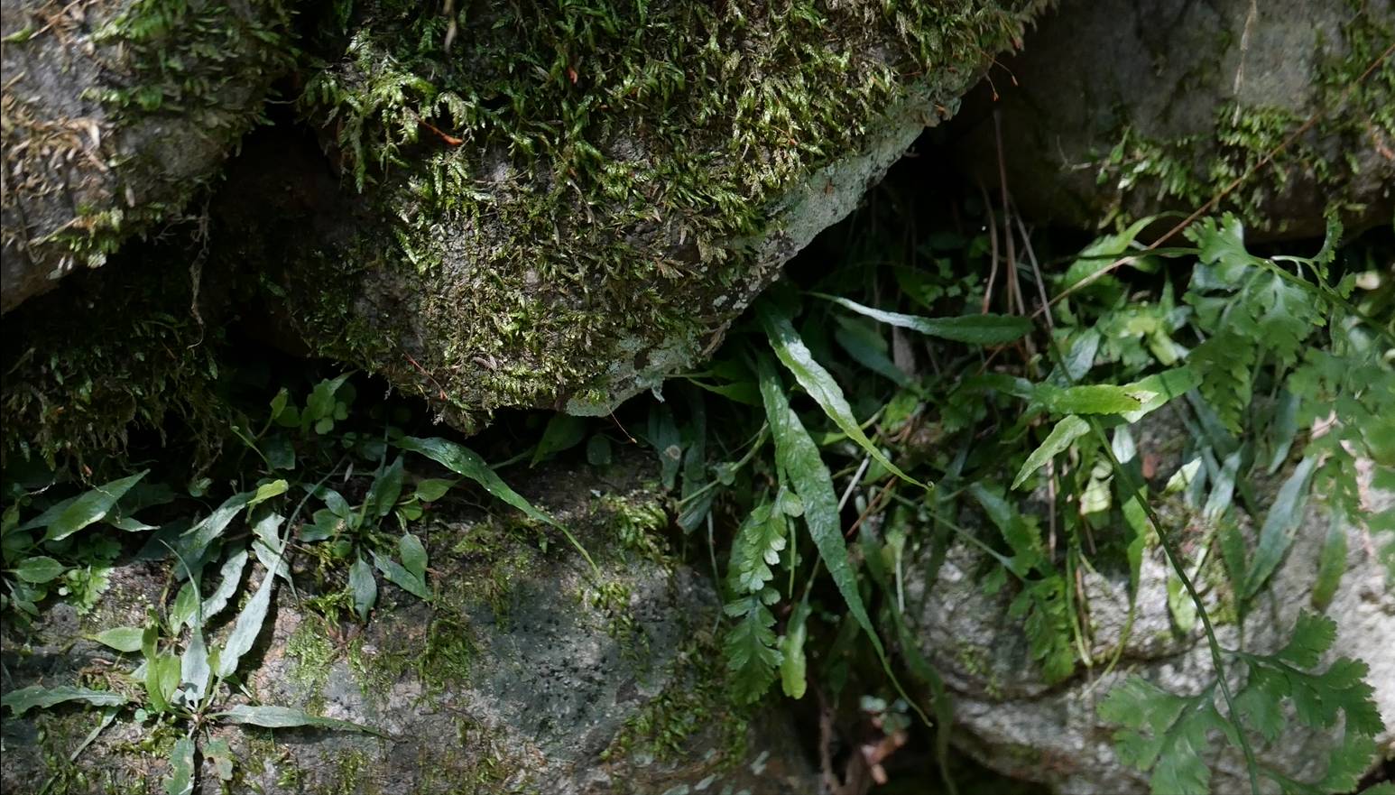 Asplenium ruprechtii image