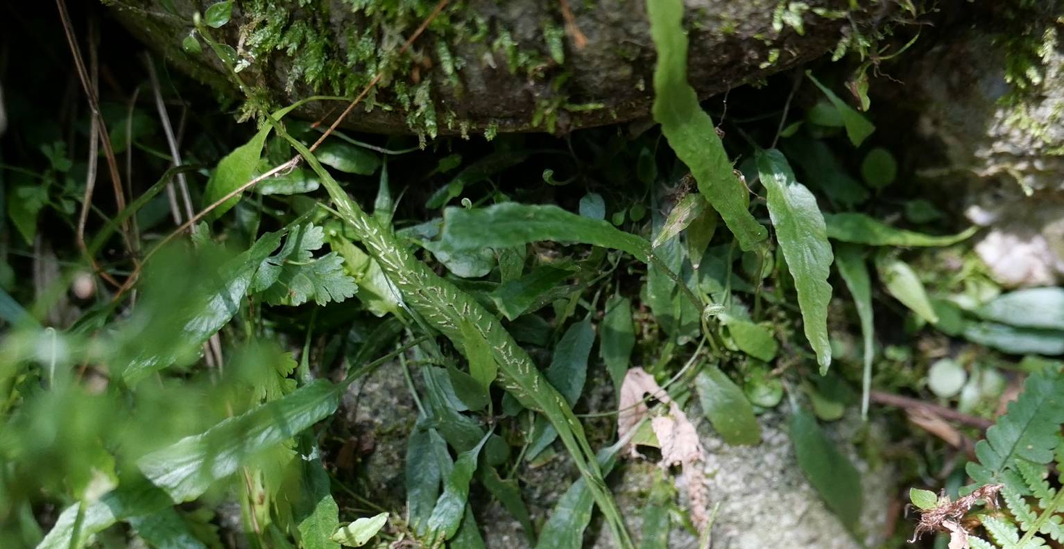 Asplenium ruprechtii image