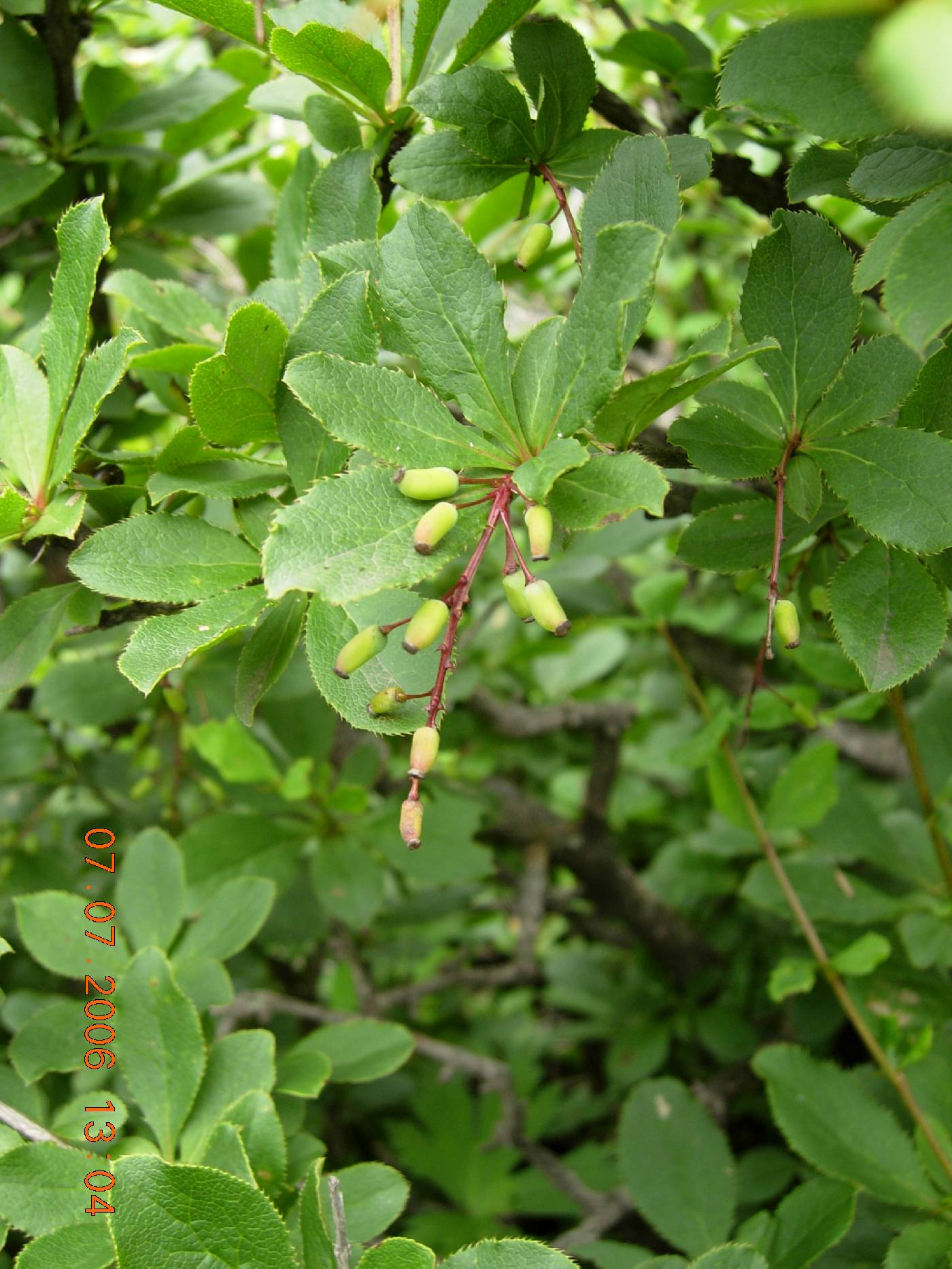 Berberis koreana image