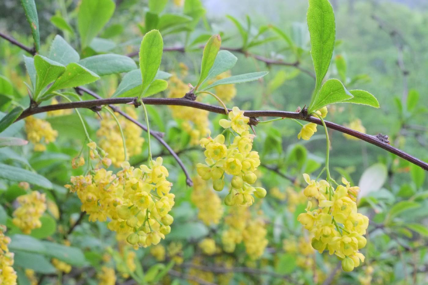 Berberis koreana image