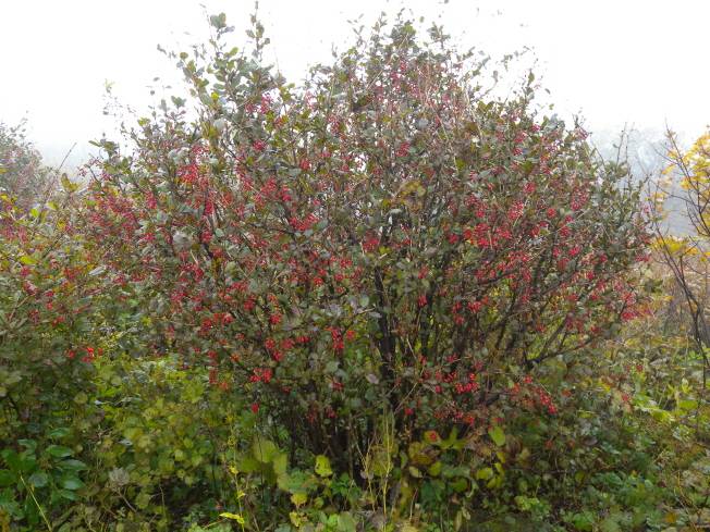 Berberis amurensis image