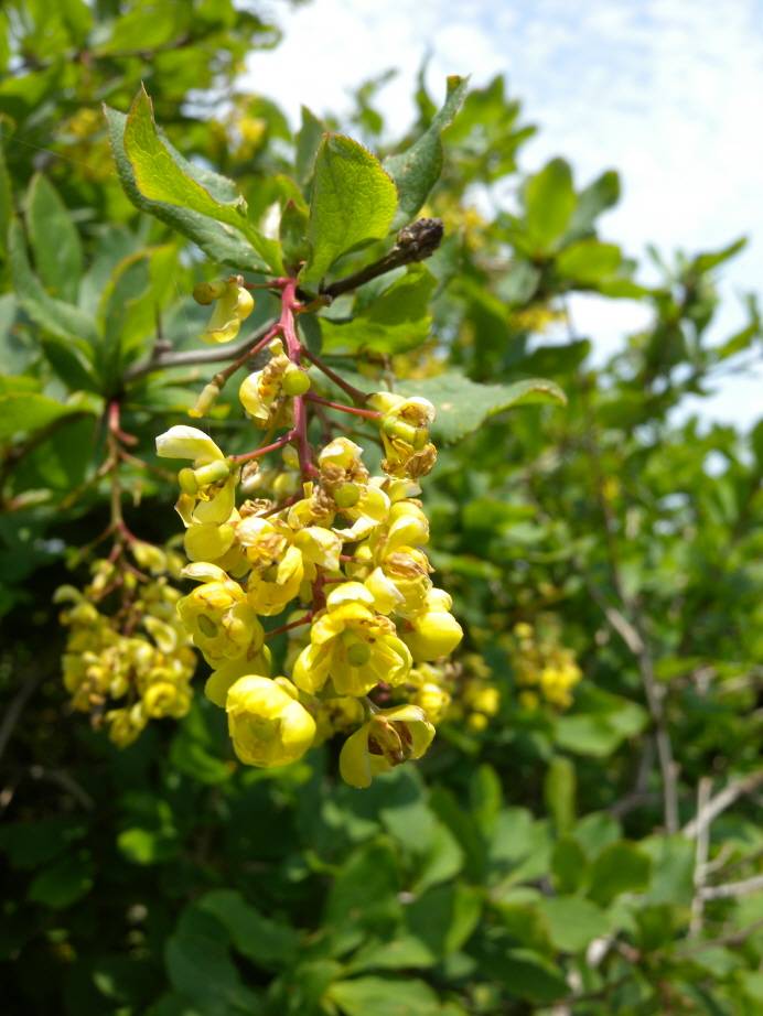 Berberis amurensis image