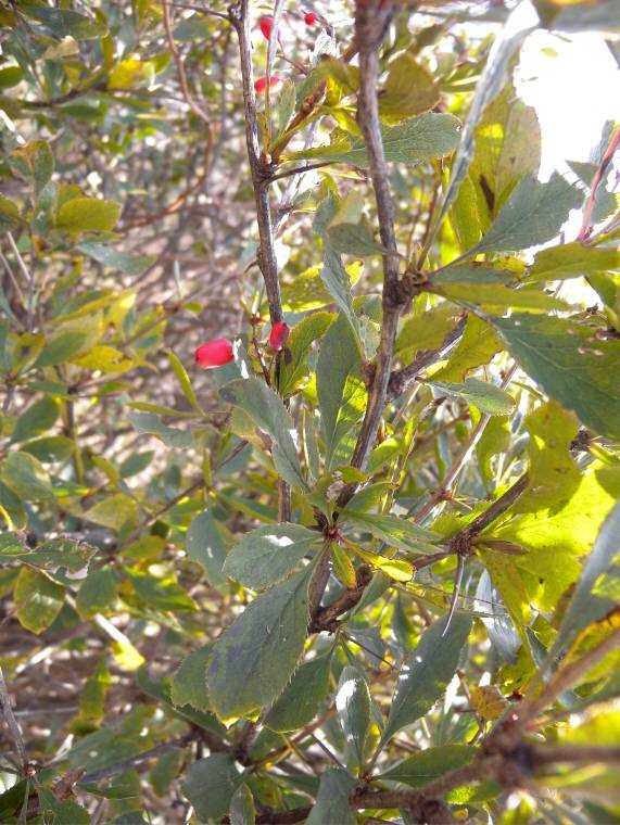 Berberis amurensis image