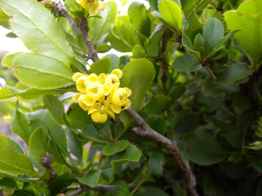 Berberis amurensis image