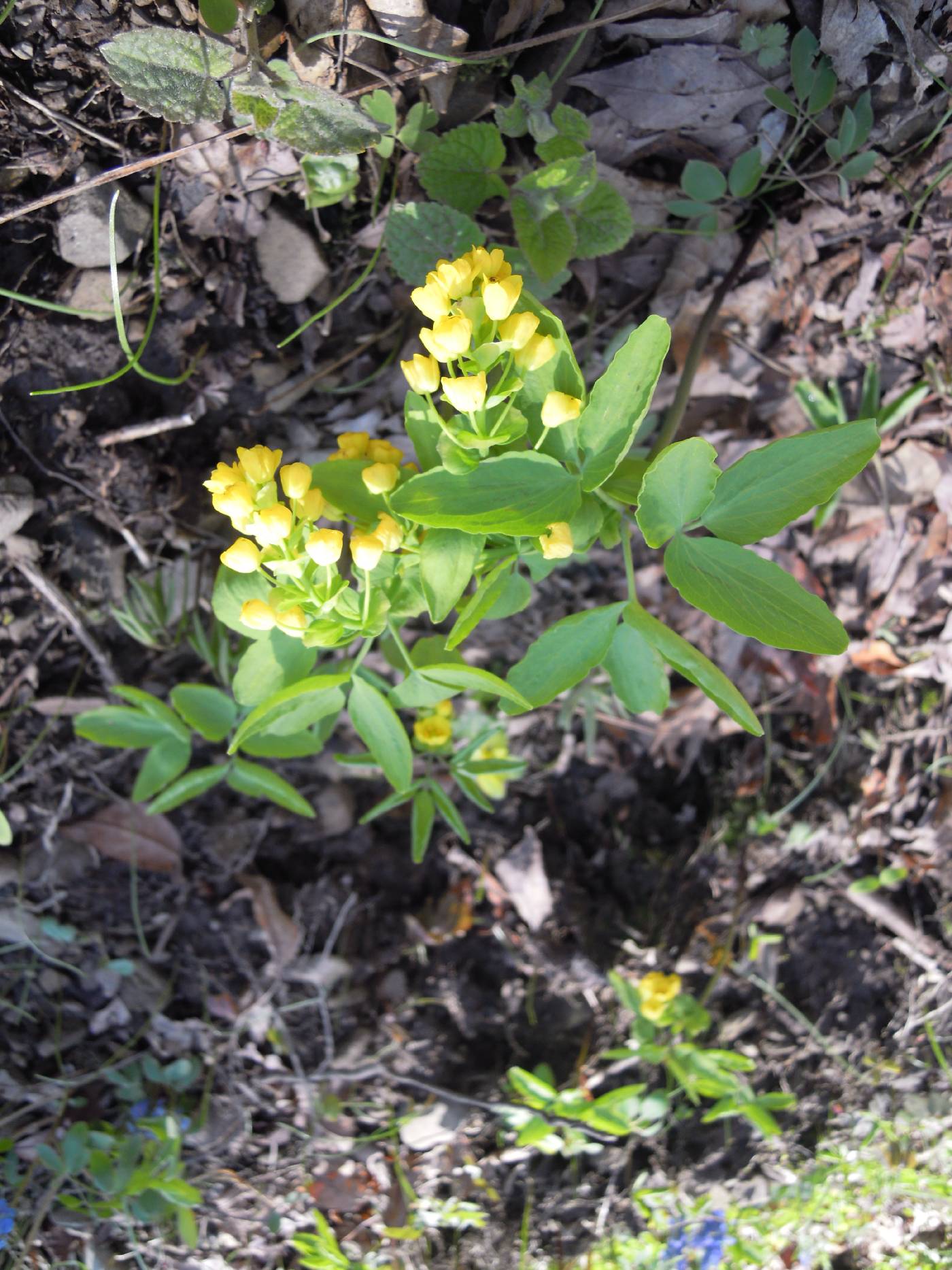 Gymnospermium microrrhynchum image