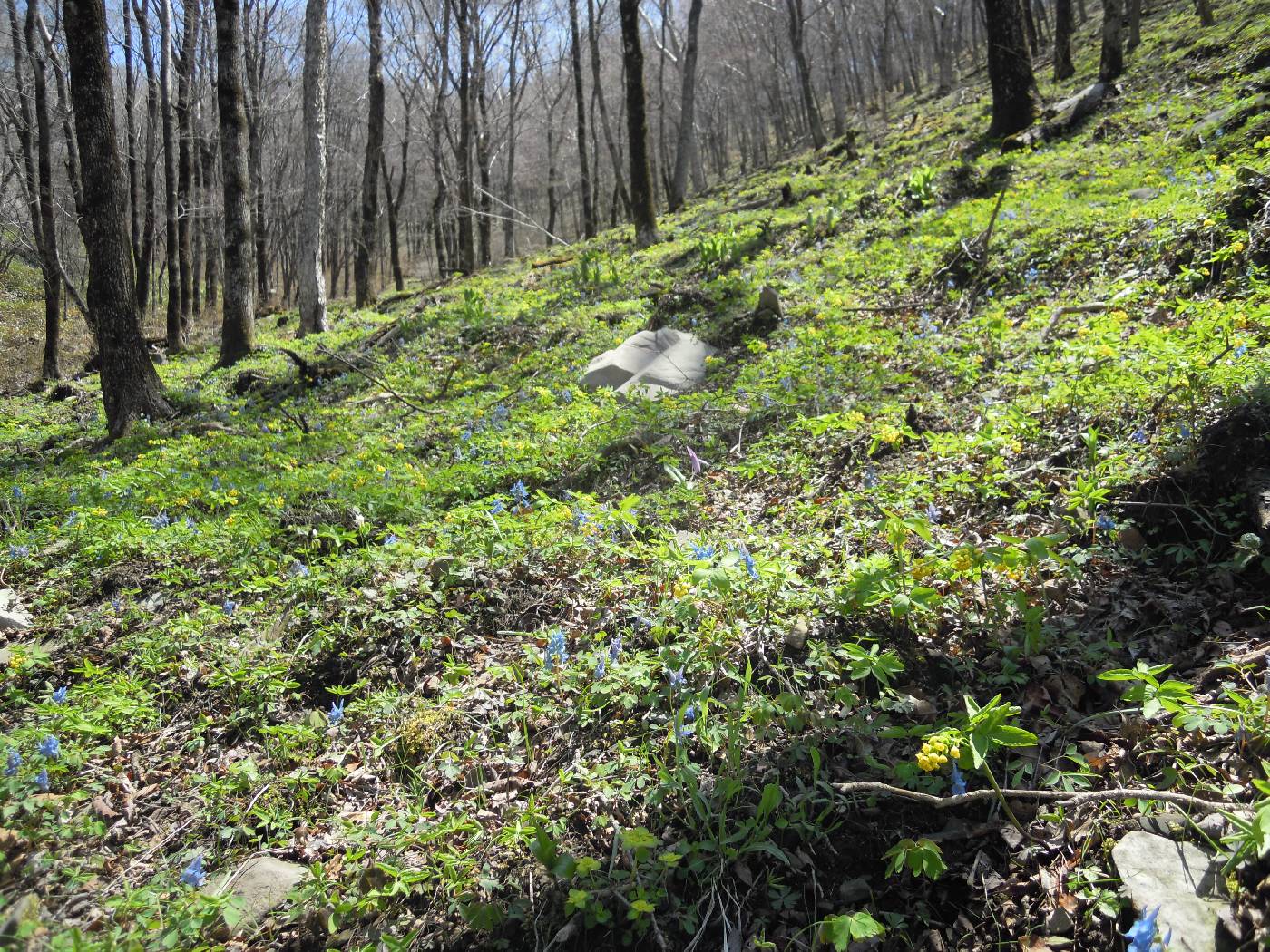 Gymnospermium microrrhynchum image