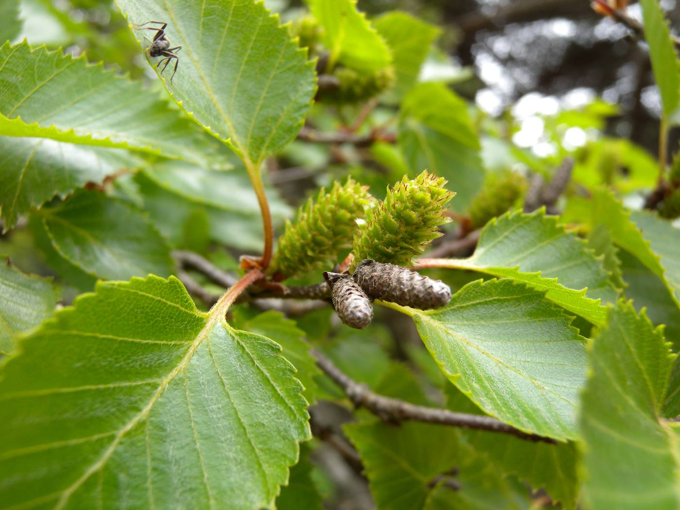 Betula ermanii image