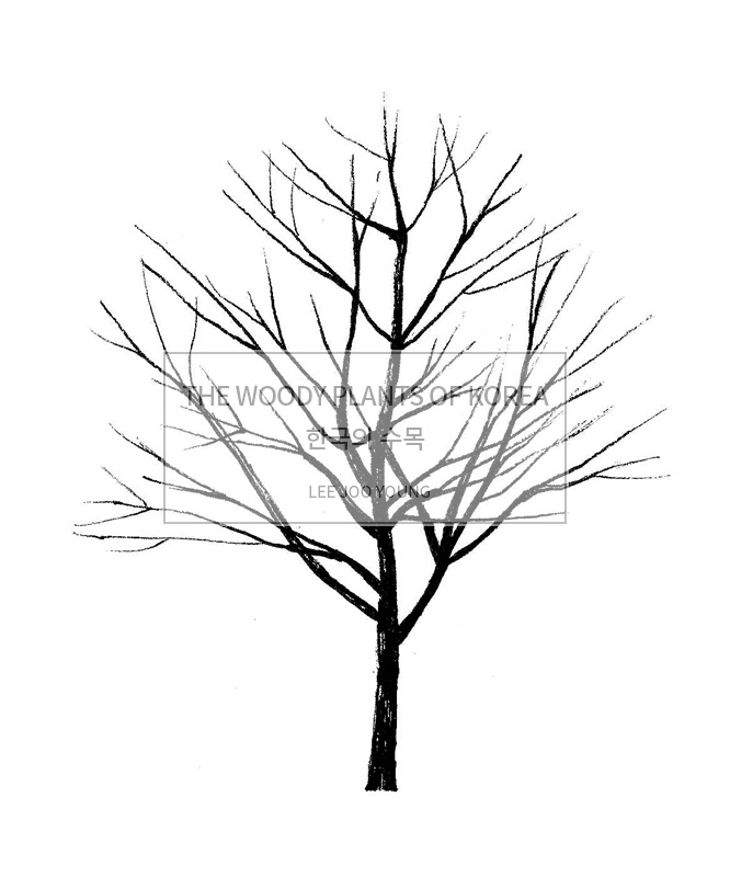 Betula schmidtii image