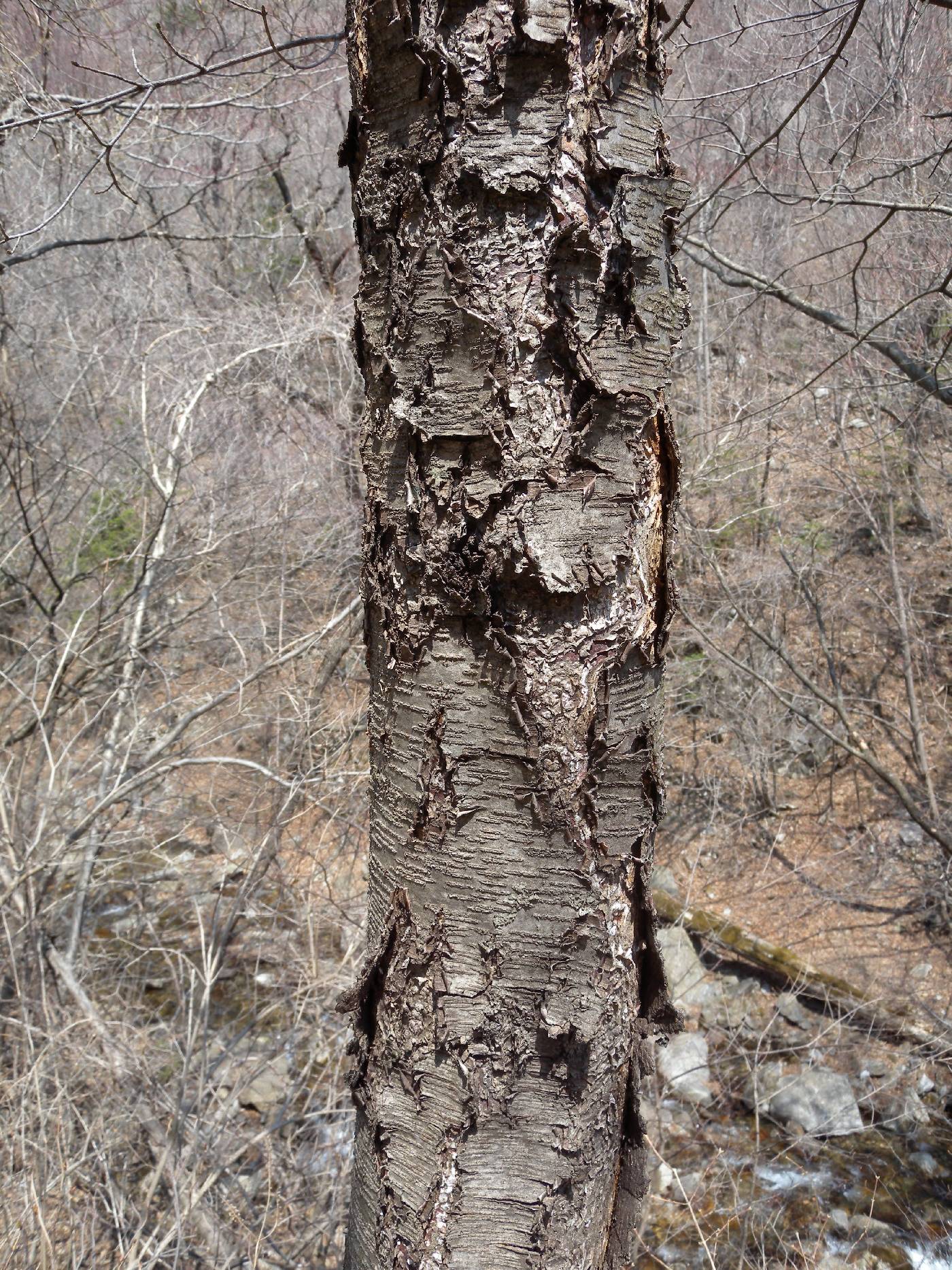 Betula schmidtii image